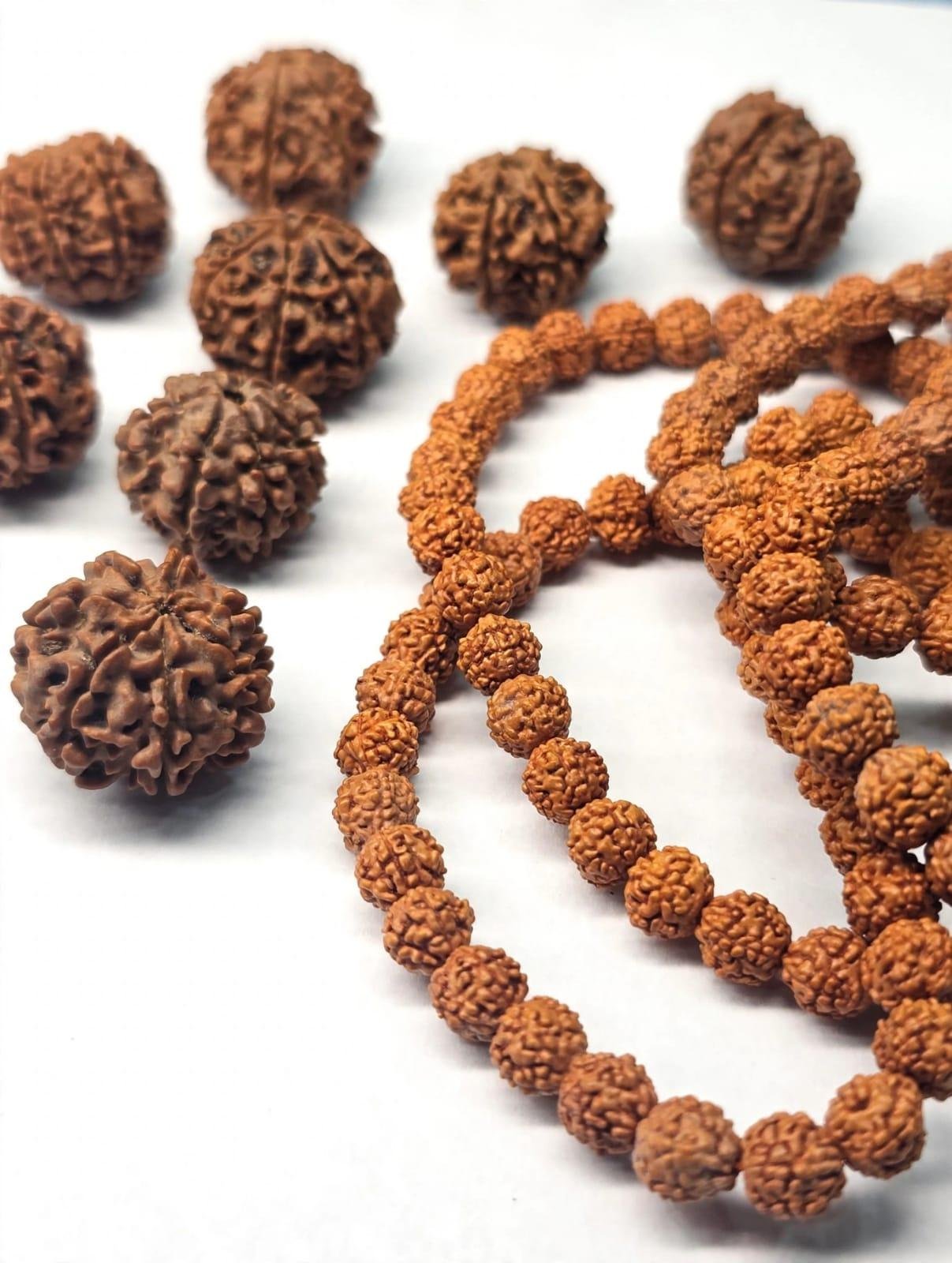 Rudraksha